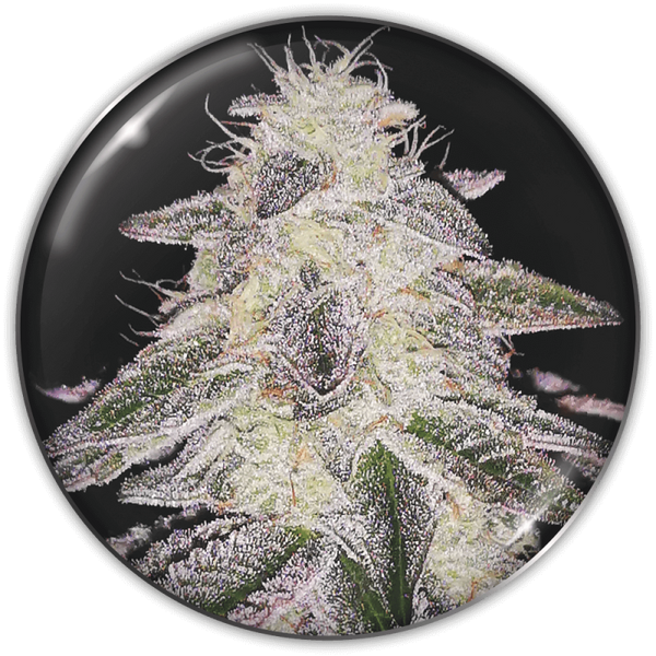 Medical Runtz Feminizada X3 Medical Seeds