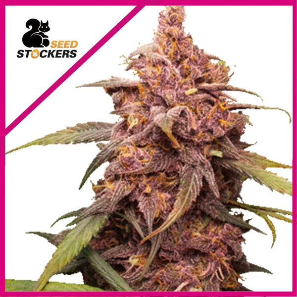 Purple Punch Feminizada X3 Seeds Stockers