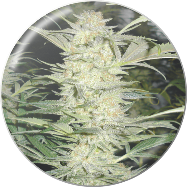 White Widow Feminizada X3+2 Medical Seeds