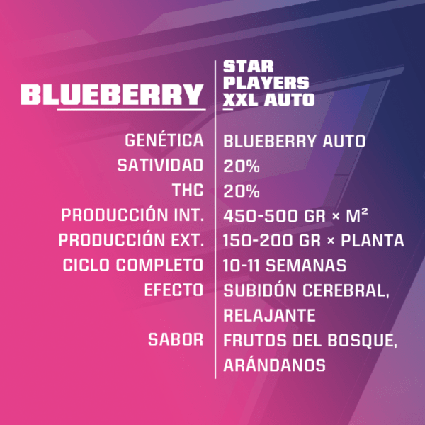 Blueberry XXL Auto X2