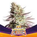 Orange Blossom Feminizada X2