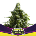 Super Lemon Haze Feminizada X2