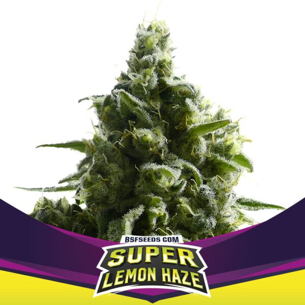 Super Lemon Haze Feminizada X4