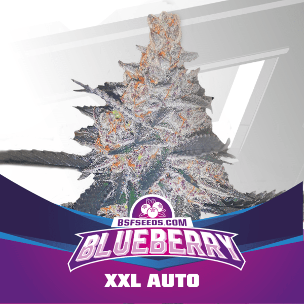 Blueberry XXL Auto X2
