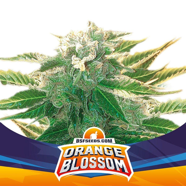 Orange Blossom XXL Auto X4