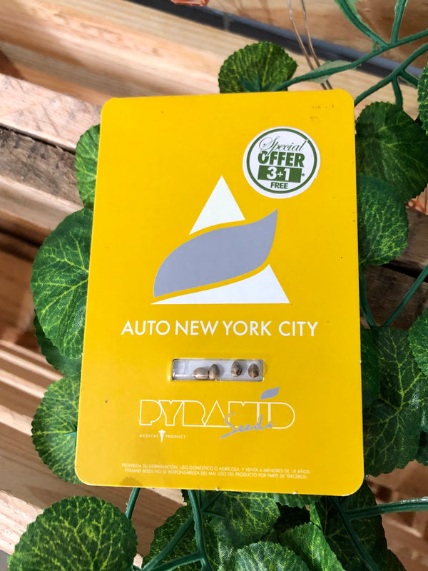 AUTO NEW YORK CITY 3+1 - PYRAMID SEEDS - De La Buena Growshop 