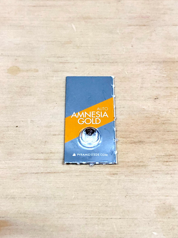 Auto amnesia gold X1 - De La Buena Growshop 