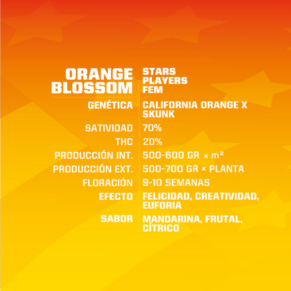 Orange Blossom Feminizada X2